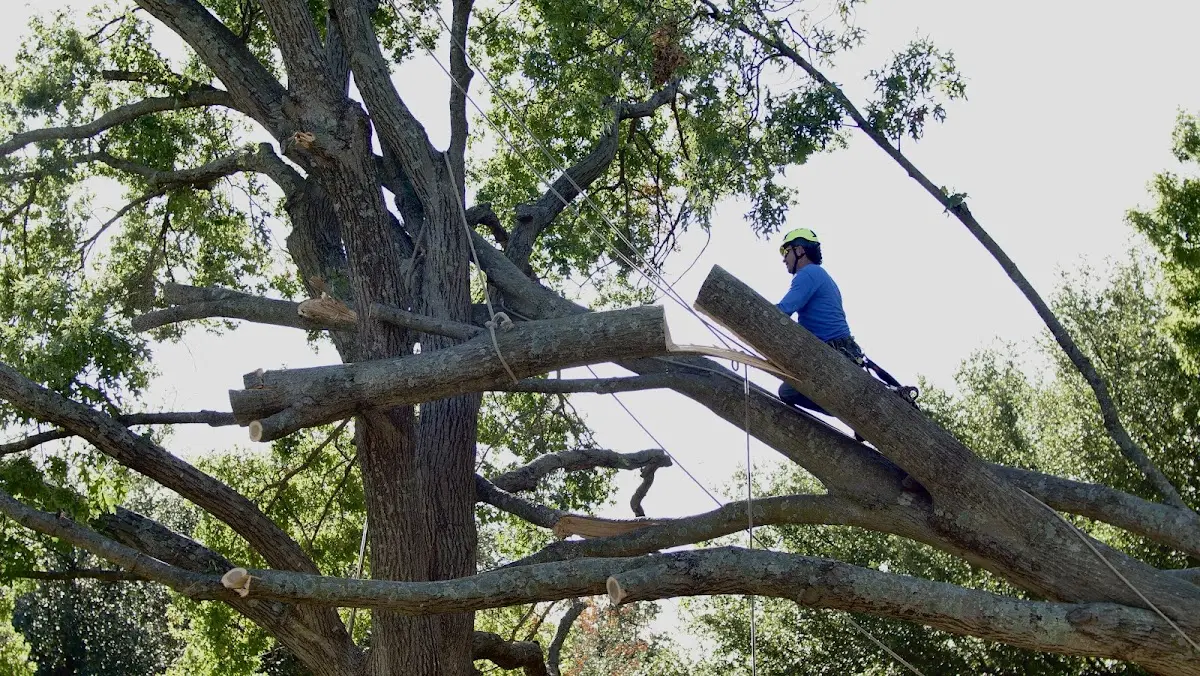 Professional Crown Thinning performed by certified arborists in Lee Center