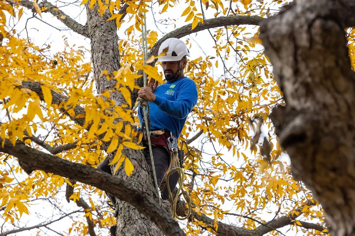 Skilled Storm Damage Cleanup crew working in Lee Center